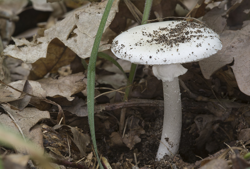 Amanita verna